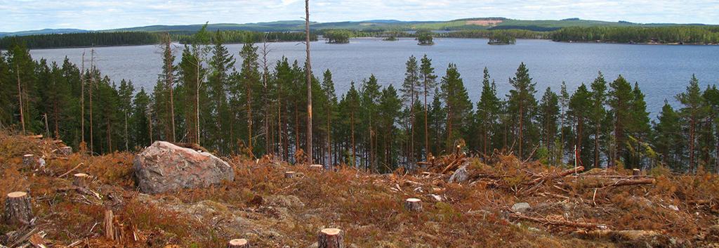 Hyggesålder Snytbaggen är beroende av nyligen död ved för äggläggning och lockas därför till färska hyggen där stubbarnas rötter utgör lämpligt yngelsubstrat.