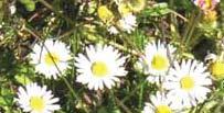 Orkidéer, gullvivor, syrener, fruktträd, det mesta blommar då. Ölands historia fick också sin beskärda del under den utflykt som Claes Lindemark hade lagt upp åt oss.