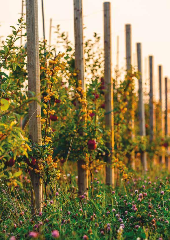 ÄPPLETS TERROIR De flesta svenska odlingar av äpple hittar man i närheten av sjöar eller hav som i Österlen intill Östersjön, runt Vånga intill Ivösjön och nära Gränna intill Vättern.