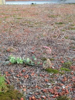 Observations on three sedum roofs in Luleå (constructed 2012 and 2013 with mats containing 10 different sedum species) showed that the vegetation did not establish well after the winter 2013/14.