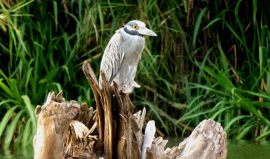 Yellow-crowned Night-Heron. Foto: HG Karlsson 21. Yellow-crowned Night-Heron Nyctanassa violacea 1 ex Ensenada 28/1, 1 ex Ensenada 29/1, 5 ex på båtturen på Rio Tarcoles 30/1 22.