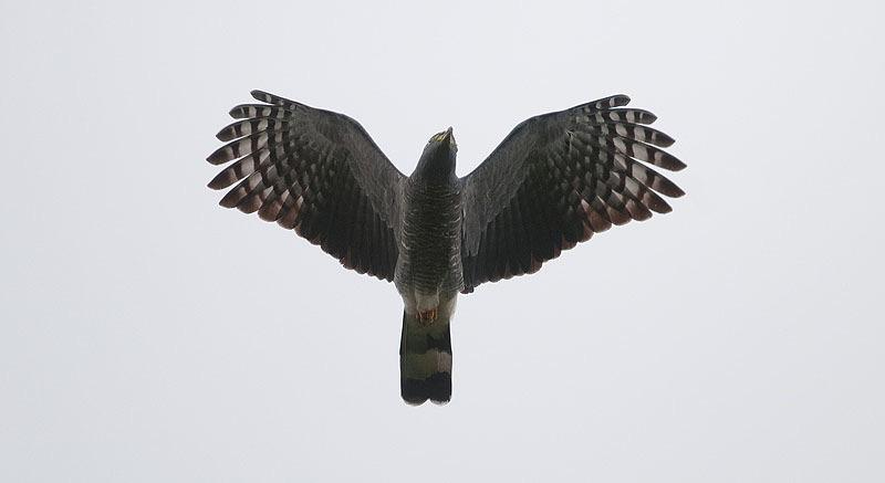 38. Osprey Pandion haliaetus 1 ex El Gavilan 24/1, 1 ex Sandillal 28/1, 2 ex Solimar 29/1, 1 ex på båtturen på Rio Tarcoles 30/1, 1 ex Parrito 1/2 39.