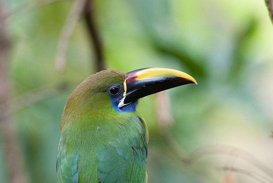 221. Rufous-tailed Jacamar Galbula ruficauda 1 ex El Coupal 22/1, 3 ex La Selva 25/1 222. *Red-headed Barbet Eubucco bourcierii 2 ex Tapanti 21/1, 1 ex Tapanti 22/1 223.