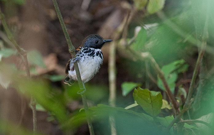 262. Fasciated Antshrike Cymbilaimus lineatus 1 ex El Coupal 22/1, 2 ex La Selva 25/1 263. Barred Antshrike Thamnophilus doliatus 2 ex Ensenada 29/1, 1 ex Carara 31/1, hörd i Rancho la Merced 2/2 264.