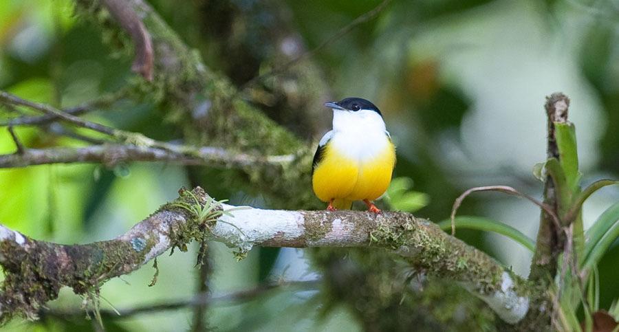 345. White-collared Manakin Manacus candei 1 ex El Coupal 22/1, hörd i El Coupal 23/1 1 ex Rancho Naturalista 24/1, 3 ex La Selva 25/1, 1 ex Heliconia Lodge 27/1 White-collared Manakin.