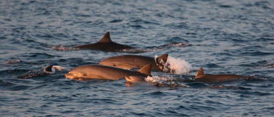 Dag 10 5 november Utanför Dilis kust trivs mindre valar och delfiner. Dessutom så är detta en passage större valar gärna använder när de ska fortplanta sig.
