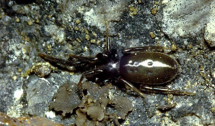 Familjen mattvävarna, Linyphiidae, som är vår artrikaste familj, förekommer inte i så stort antal individer, men drygt 8 % av individerna hör till denna familj.