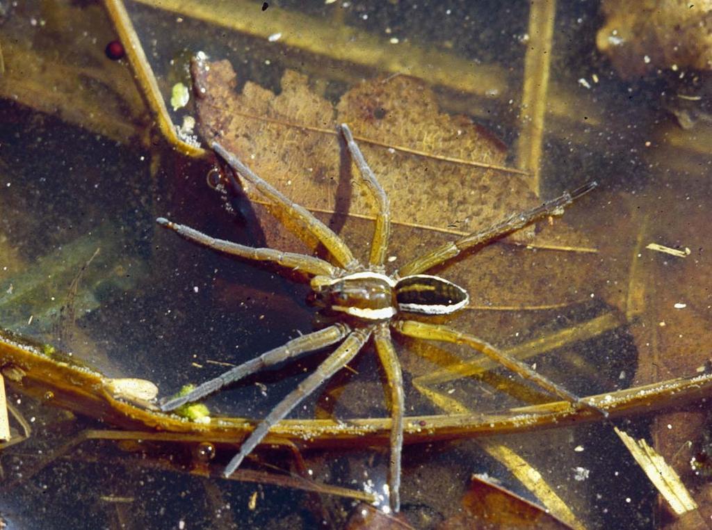 Fig. 5. Kärrspindel, Dolomedes fimbriatus. Vanligt förekommande i rikkärr på Gotland men i synnerhet Uppland.