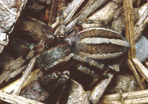 Fig. 7. Phlegra faciata, hoppspindel på torrmarker. Följaktligen var andelen otypiska myr-arter högst i den obetade delen jämfört med alla undersökta områden.