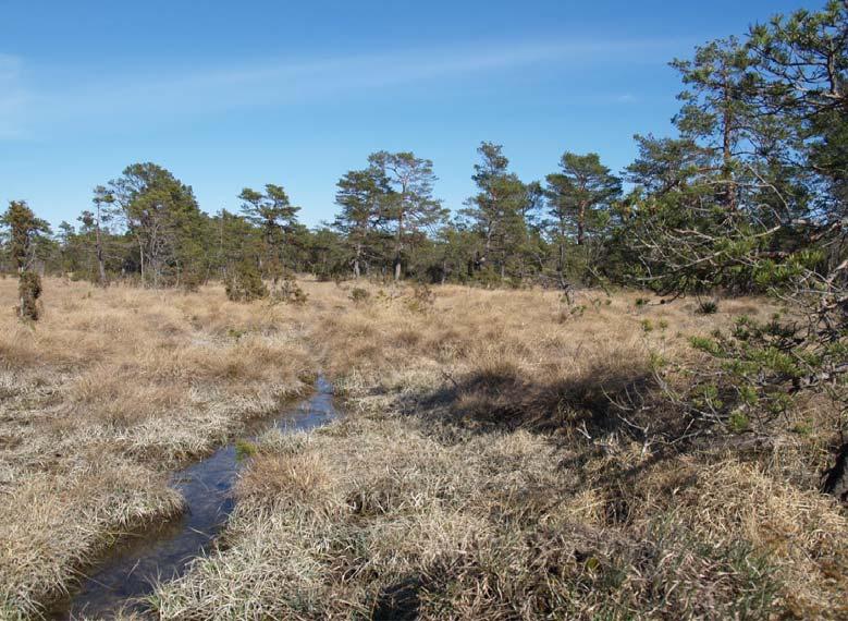 Dessa två arter är bundna till fuktigare habitat. Unika myr-arter för båda områdena var Hypsosinga sanguinea (1) (se fig.