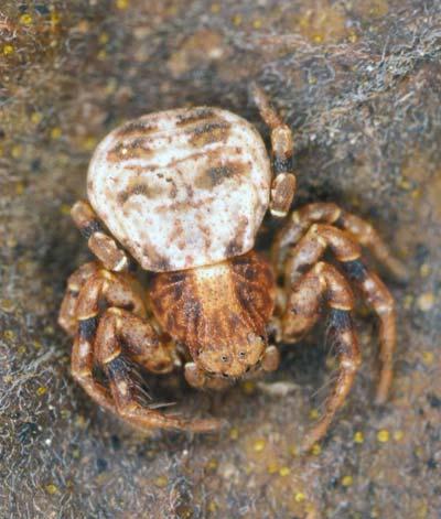5. Bungenäs, Bunge Ingår i Natura 2000 området Bungenäs Kustnära kärr, ca 50 m från havsstranden.