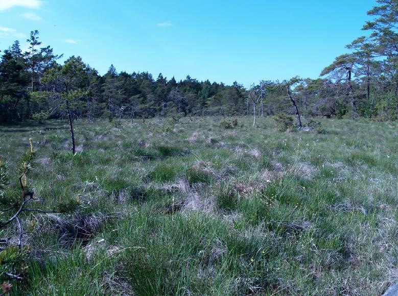 Fig. 15. Botes källmyr. 8. Mallgård källmyr, Russpark Natura 2000 område, Mallgårds källmyr Mycket välbetad och relativt stor källmyr, ca 400 x 50 m. Genom myren ringlar sig en mindre bäck norrifrån.