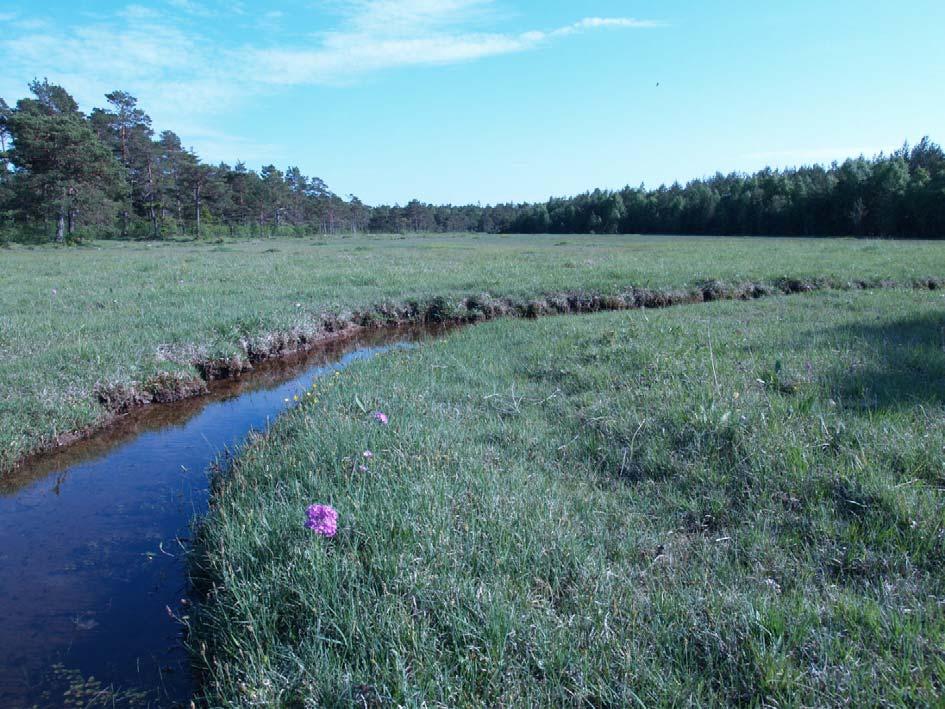 Fig. 16. Mallgårds källmyr, välbetat och utan tuvor. Slingrande bäck och majviva i förgrunden. 9.