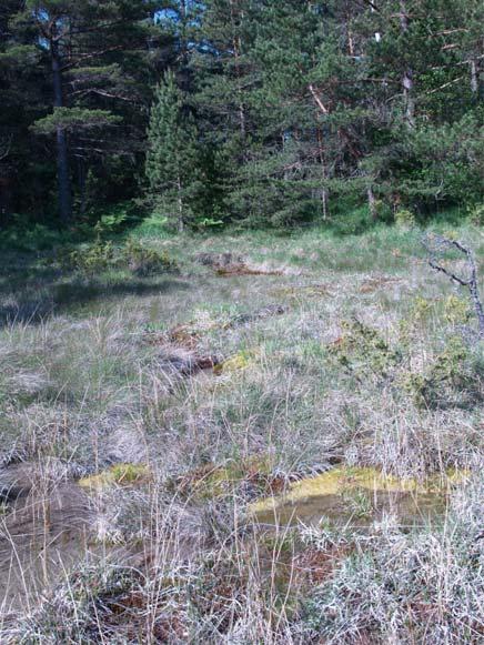 I söder tar rikkärr som är bevuxet med gles tallskog vid. Källkärret är mycket vått och genomskärs av en mindre bäck. Kärret är ej betat idag. Floran vid källan är rik med bl.a. majviva olika mossor.