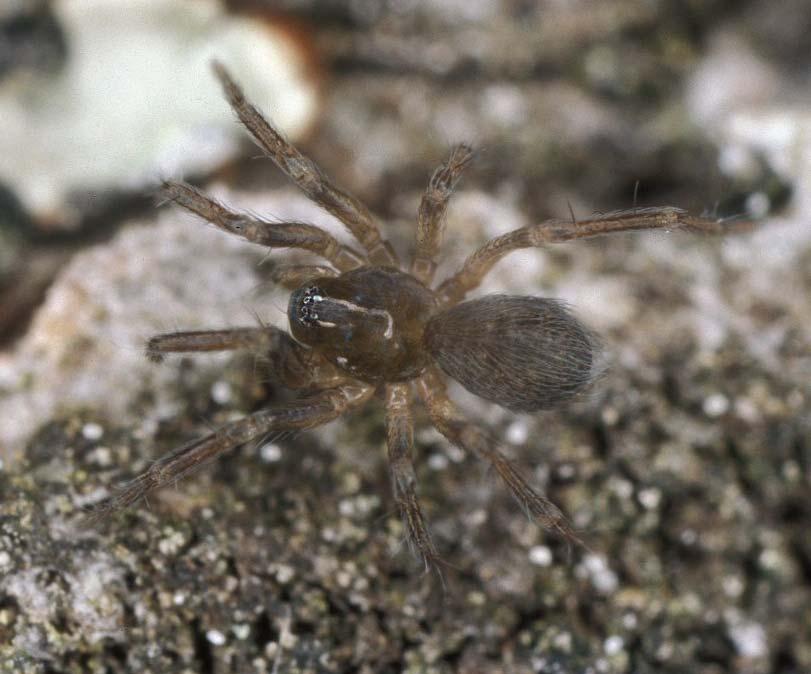 Hahnia montana (Blackwall 1841) fam. Hahniidae Rödlistekategori. Kunskapsbrist (DD). Beskrivning. En mycket liten spindel, 1,5-2 mm, med en kompakt, mörkt gråbrun kropp (fig. 21).