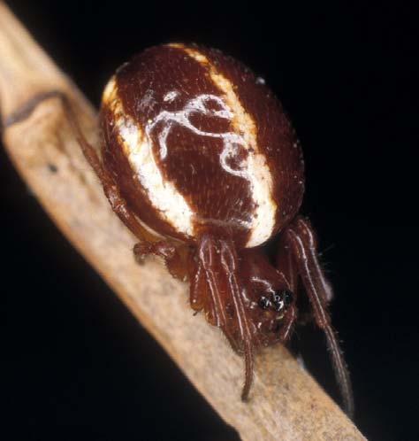 Andra anmärkningsvärda spindelarter med anknytning till våtmarker Hypsosinga sanguinea (C.L. Koch 1844) fam. Araneidae - hjulspindlar Beskrivning.
