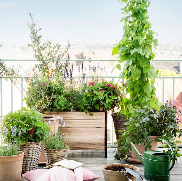 ODLA FÖR LIVET, ÄVEN PÅ BALKONGEN Många av våra käraste örter, bär och blommor vill gärna ha besök av bin och fjärilar för att