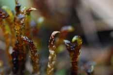 Bild 15. Korvskorpionmossa. Foto Per Darell. Piprensarmossa Paludella squarrosa, har en tät filtluddig stam med nedböjda blad som sitter i fem prydliga rader.