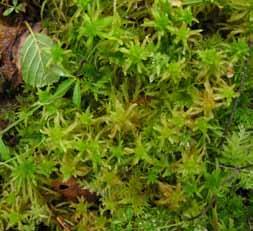 Den förekommer mer allmänt i norra Sverige. Bild 16. Piprensarmossa. Foto Per Darell. Lockvitmossa Sphagnum contortum ser ofta lurvig ut då dess grenar i huvudet är båglikt böjda.