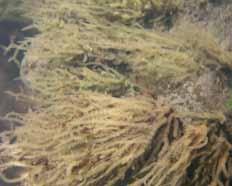 pygmea, är klart ovanligast av de tre arterna, och min känsla är att den kräver lite mer mineralrika eller åtminstone kalciumrika vatten. Bild 1.