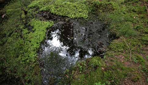 Mossor i källkärr i Kronobergs län Per Darell Under åren 2008 och 2009 studerade jag mineralrika källor och källkärr i Kronobergs län.