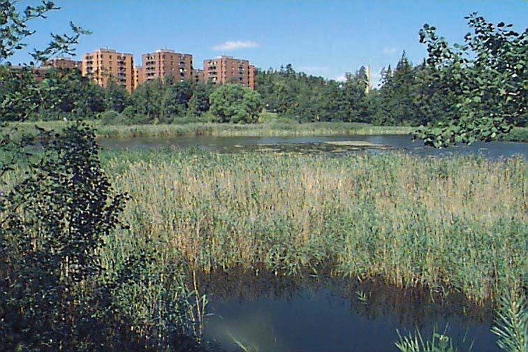 To tal fos for hal ten har i allmänhet va rit högst i maj (40-157 µg/l) - det hög sta värdet, 165 µg/l, är dock från augusti 1999.