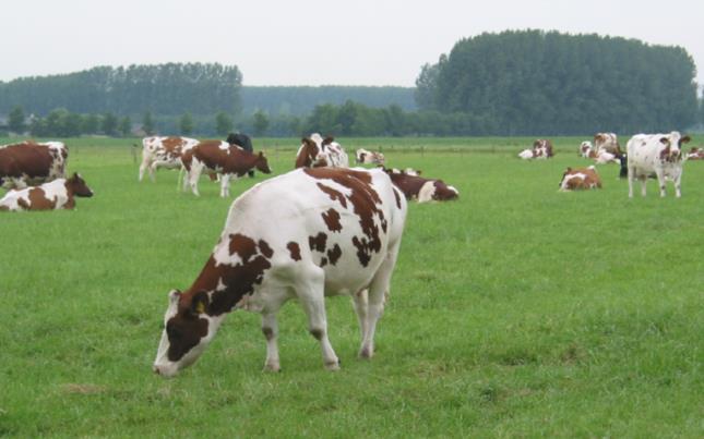 Ekologisk mjölkproduktion = ekonomisk produktion?