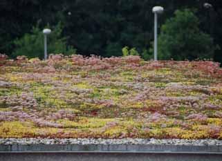 Sempergreen, erbjuder vi kompletta system för gröna tak.