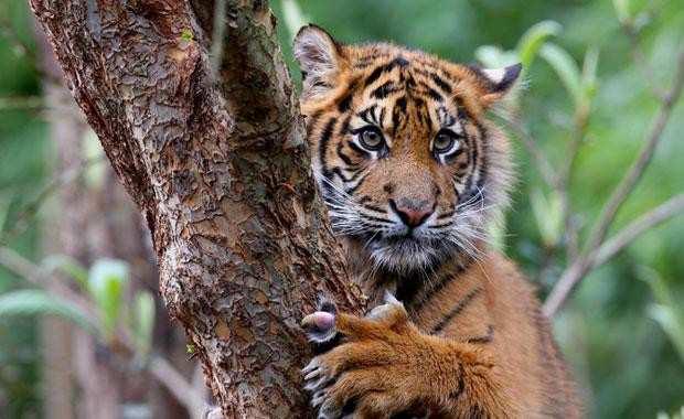 Sumatratiger Sumatratigern är den sista av Indonesiens tigrar som lever i det vilda.