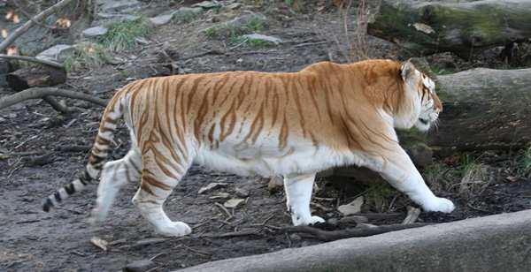 Den gyllene Tigern Den gyllene tigern är inte utrotningshotad som tigerart, snarare på grund av dess ovanliga färgavvikelse.