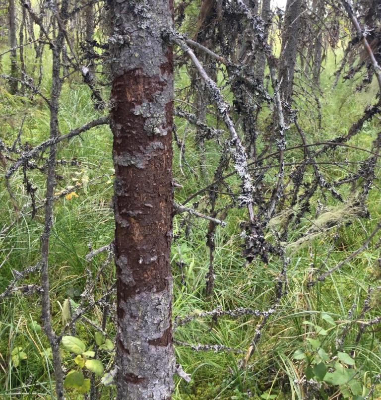 Tretåig hackspett är en art som i Sverige huvudsakligen förekommer i barrskog (gärna granskog).