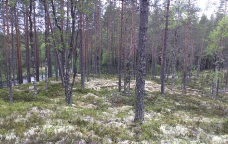 Område N2 - Tallskog Naturvärdesklass 4 - Visst naturvärde Beskrivning: Medelålders gallrad tallskog av lav-ristyp. Litet inslag av enstaka äldre björk och några gamla granar utmed ån.