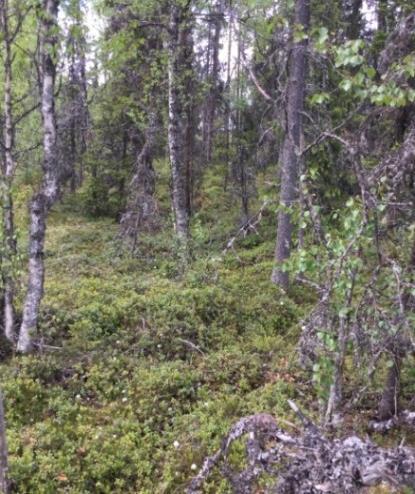 Naturvårdsarter: Tidigare inventeringar: - Figur 9. Område N2.