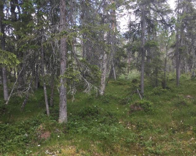 Område N7 - Gransumpskog Naturvärdesklass 3 Påtagligt naturvärde Beskrivning: Riktigt gammal och senvuxen gransumpskog med inslag av björk och tall.