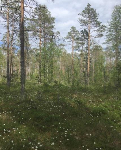 Här bör finnas rödlistade arter, dock påträffades inga vid fältbesöket. Naturvårdsarter: - Tidigare inventeringar: Ingår i objekt K som identifierades vid inventeringen av Enetjärn Natur, 2014.