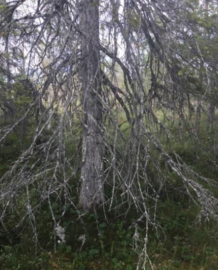 Område N8 - Tallsumpskog Naturvärdesklass 3 Påtagligt naturvärde Beskrivning: Åldersvarierad tallsumpskog (upp till ca 150 år) med markant inslag av yngre gran och björk.