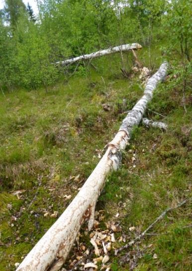 Funktionell kantzon med skog och igenväxande kulturmark. Tydliga spår av bäver noteras på flertalet platser, varav färskt bävergnag på trädstammar. Födosökande fisk noteras.