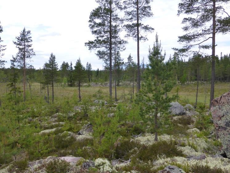 Figur 17. Område N10.