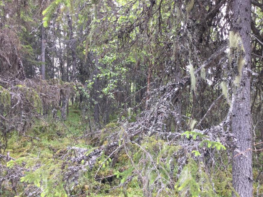 Område N12 - Gransumpskog Naturvärdesklass 3 Påtagligt naturvärde Beskrivning: Gammal gransumpskog med gott om död ved och rikligt med garnlav