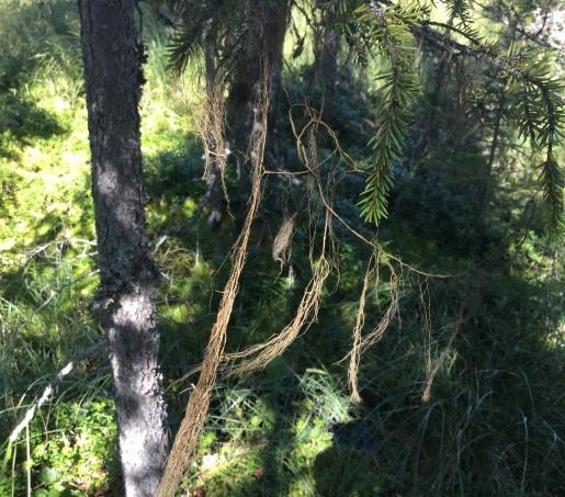 Område N13 Gransumpskog Naturvärdesklass 2 - Högt naturvärde Beskrivning: Sluttande myrkant med cirka 100-150 år gammal gransumpskog med