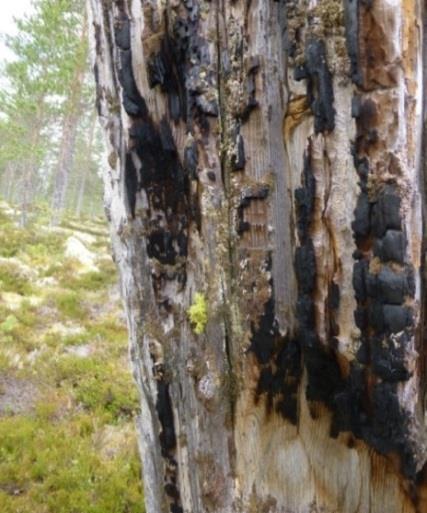 Område N14 Gammal tallskog Naturvärdesklass 4 - Visst naturvärde Beskrivning: Myrholme med medelålders till gammal tallskog med en del brandskadade tallstubbar och torrakor.