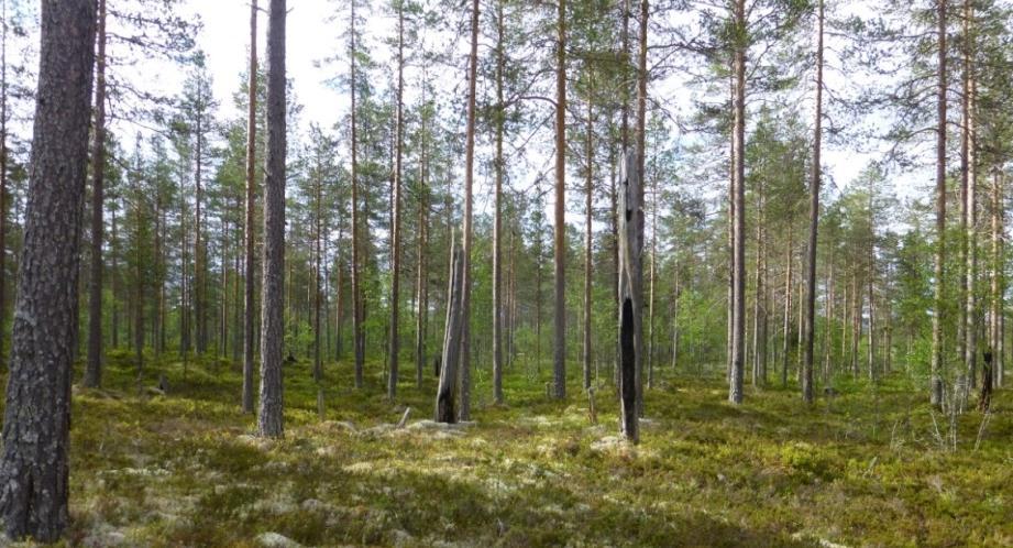 Område N16 Mindre vattendrag/bäck Naturvärdesklass 4 - Visst naturvärde Beskrivning: Fin bäck genom N15, därefter mer uträtad. Genom N18 känns den mer som dike.