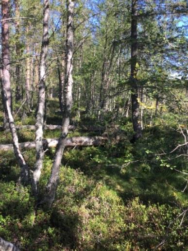 Område N17 - Ung tallskog Naturvärdesklass 4 - Visst naturvärde Beskrivning: Relativt ung planterad tallskog som dock har värden i att det finns flera brandskadade torrakor, lågor och stubbar.