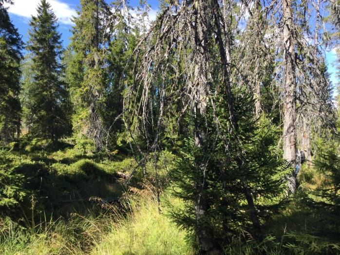 Område N19 Granskog Naturvärdesklass 2 - Högt naturvärde Beskrivning: Cirka 150 år gammal granskog längs svacka utmed bäck (N16).
