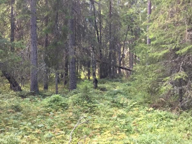 Område N21 Gransumpskog Naturvärdesklass 2 - Högt naturvärde Beskrivning: Cirka 100-150 år gammal gransumpskog med gott om grov död granved och förekomst av rödlistade arter.