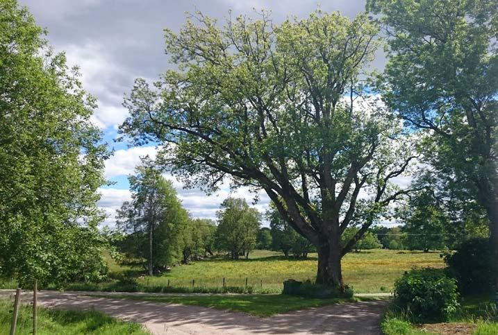 Åtgärdsprogram för skyddsvärda träd Gamla och döda träd bör sparas då de har mycket höga biologiska värden. Dessa trädmiljöer är viktiga spridningskällor och refuger för rödlistade arter.