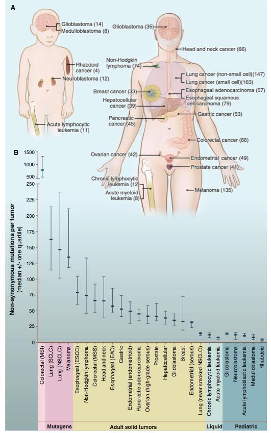 Mutationer i olika tumörtyper