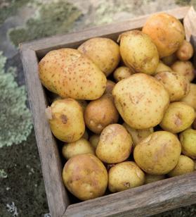 35:- Gourmetlåda Innehåller kockarnas favoriter Amandine Tidig ljusgul fast Cherie