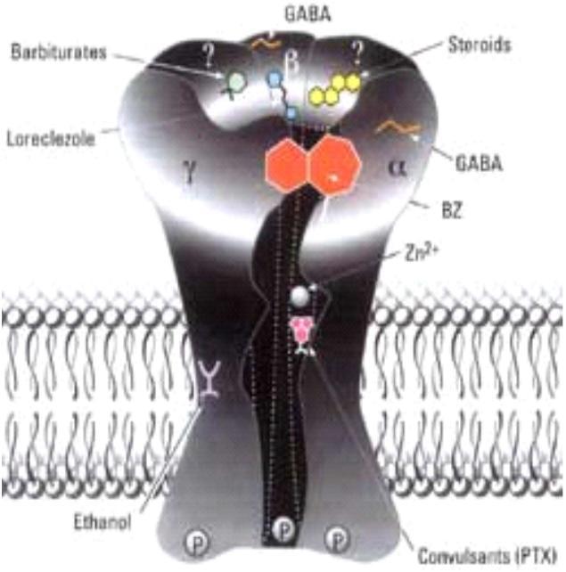 FARMAKOLOGISK BEHANDLING AV INSOMNI Atypiska bensodiazepiner Z-medel: zopiclon, zolpidem, zaleplon GABA-agonister binder sig till omega1 (zolpidem, zaleplon) eller omega1 o.