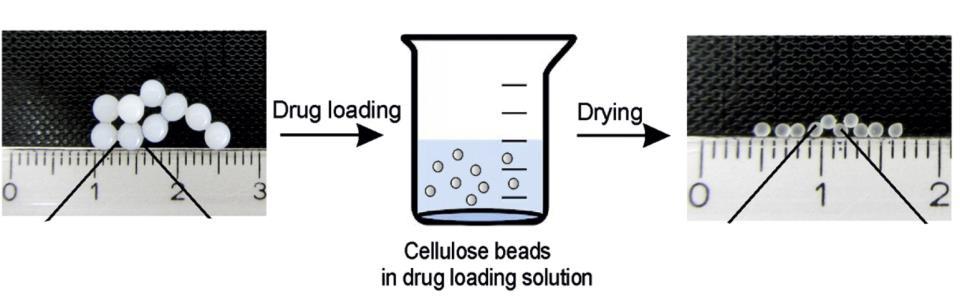 Oxidation of cellulose beads The oxidation of cellulose beads using TEMPO catalyst